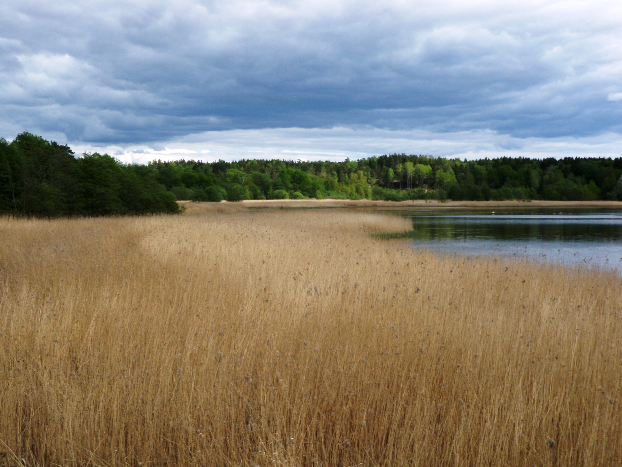 Reed forest in the bay Gansrødbukta.